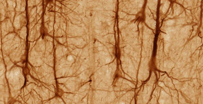 Des neurones biologiques